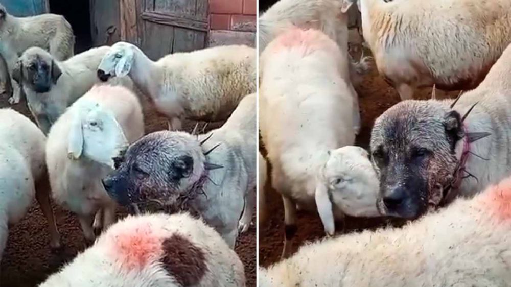 Una oveja lame las heridas de la cara de un perro pastor tras enfrentarse con los lobos