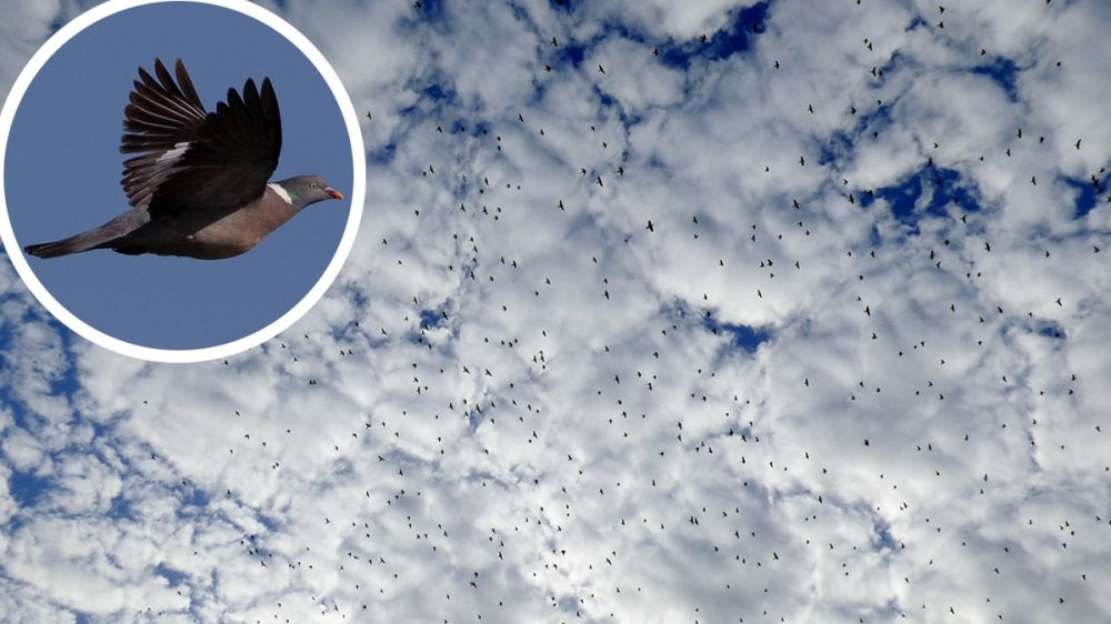 Las palomas torcaces abandonan España